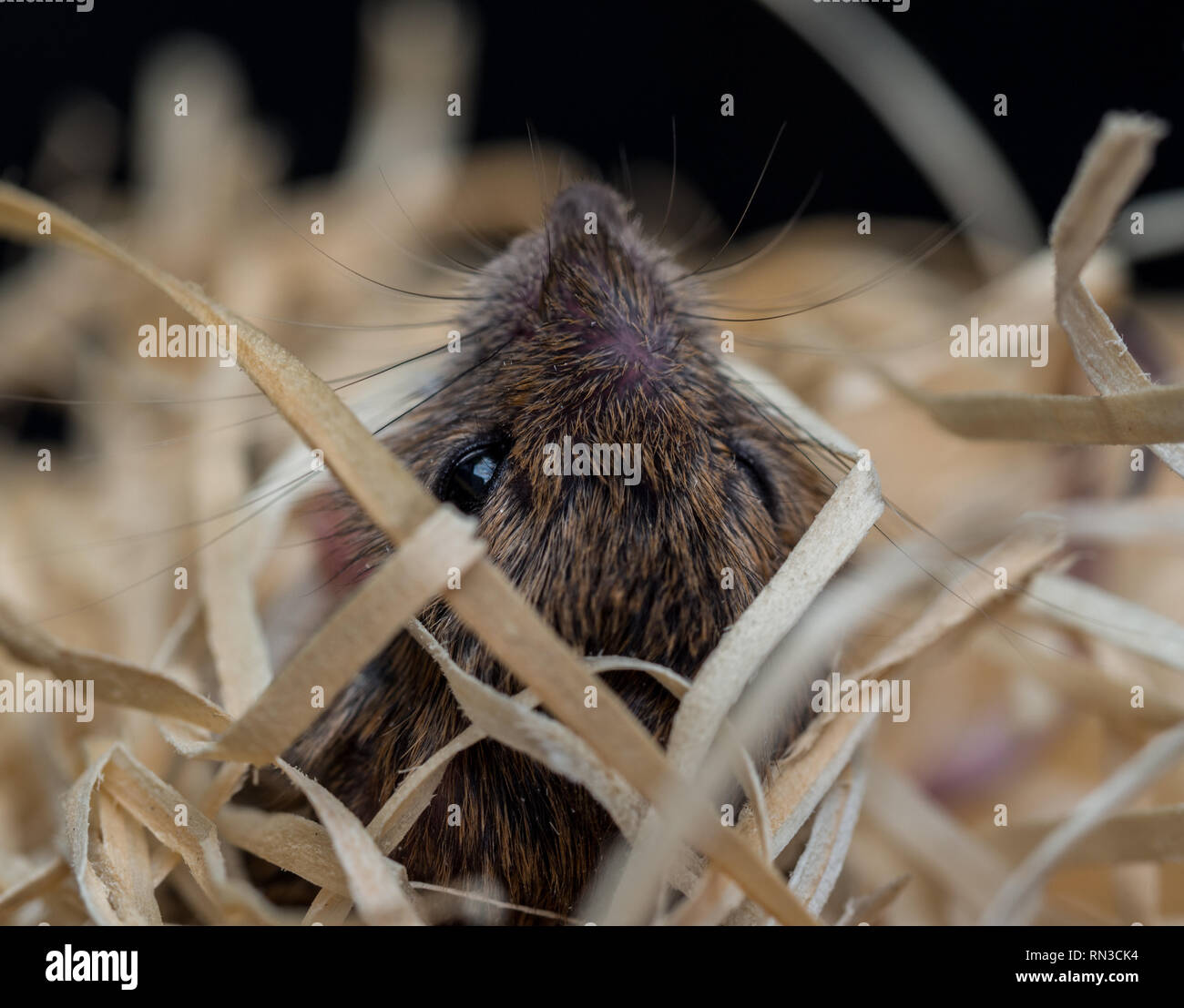 Mouse in lana di legno Foto Stock