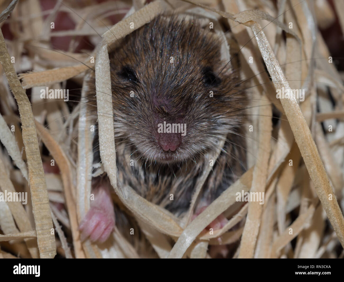 Mouse in lana di legno Foto Stock