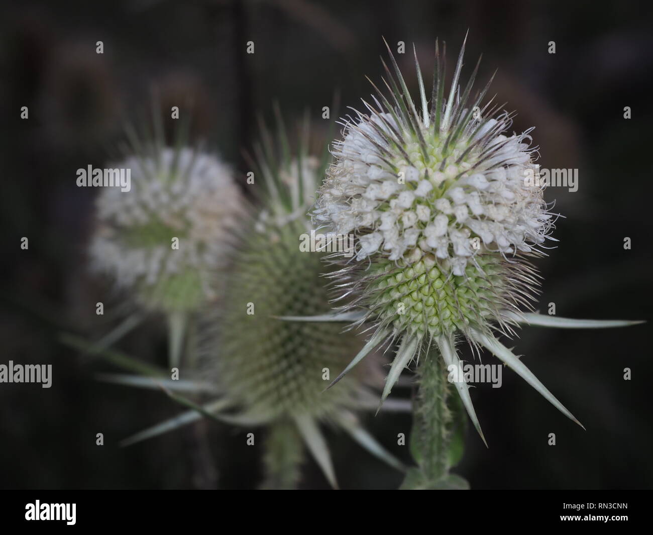 Il cardo selvatico e white Foto Stock