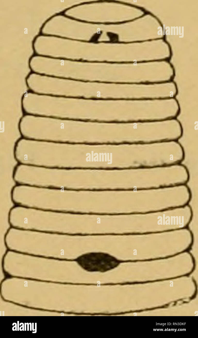 . Annales de Biologie lacustre. Storia naturale; animali di acqua dolce; le piante di acqua dolce; Laghi. - 273 - Deux espèces en Europa : Helobdella stagnalis (L.) Hirudo bioculata Bergm., 1757. Hirudo stagnalis L., 1758. Pulli Hirudo géra Dandin, 1800. Hirudo circulons seminare., 1806. Helluo (Hirudo) bioculata Oken, 1815. Glossiphonia parafa Johns., 1816. Clepsine bioculata Caréna, 1820. Glossopora punctata Johns, 1825. Erpobdella bioculata de Blainv., 1818. Glossopora bioculata Flem., 1822. Hirudo stagnorum Derheims, 1825. Clepsine sowerbyi Moq. Tand., 1826. Hirudo {Glossobdella) pulligera de Blainv., 182 Foto Stock