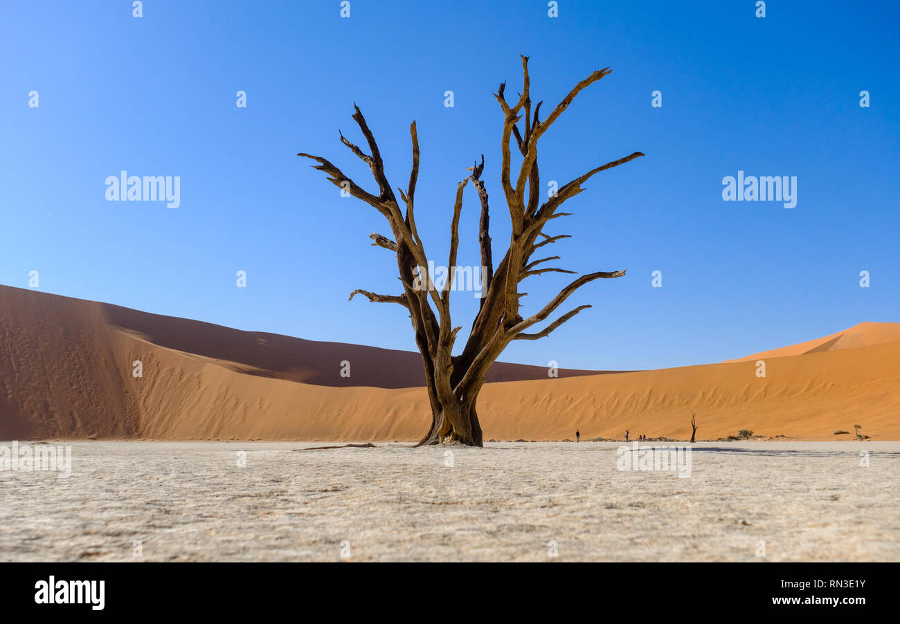 Gli alberi morti a Deadvlei nel Parco Namib-Naukluft, Namibia Foto Stock