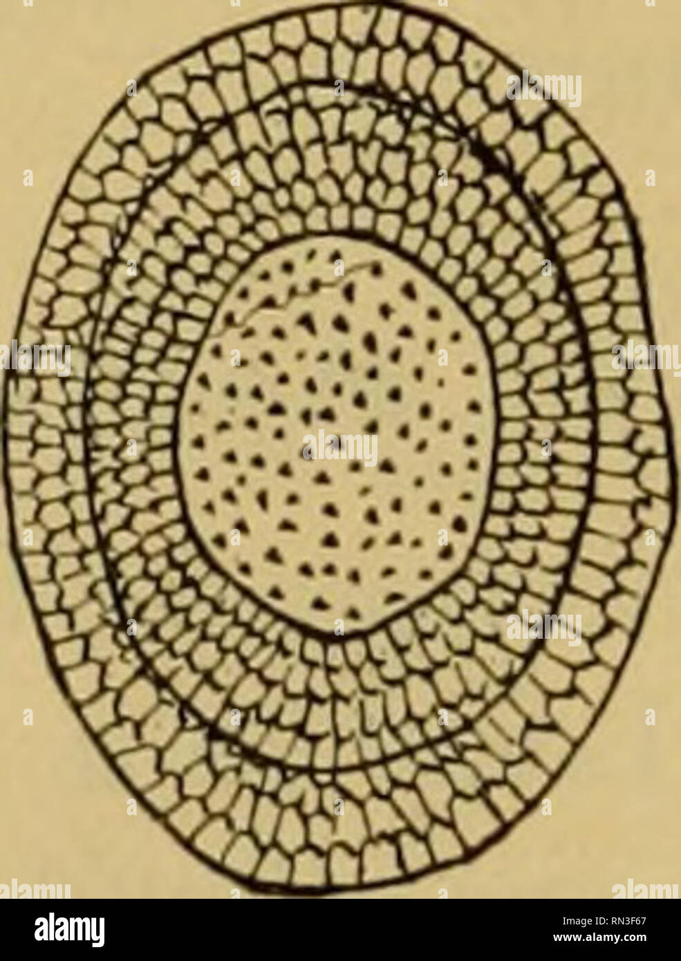 . Annales de Biologie lacustre. Storia naturale; animali di acqua dolce; le piante di acqua dolce; Laghi. - 158 - Var. Cunningtoni Synonymes : Fredericella Cunningtoni Rousselet 1907. La distribuzione géographique : Afrique (Kibanga). Sur Les pierres et sur les coquilles de neo- Ihauma Tanganicense. 2. Genere Plumatella Lamarck. 1. Zoécies tubuleuses, carénées, 2. Zoécies tubuleuses, cylindriques, droites; lophophore pourvu de 50 tentacules. Plumatella repens. Zoécies parallèles, accolées dans toute leur longueur, formant des masse compactes autour des corps immergés. Var. Fungosa. Zoécies courbées, courtes, Foto Stock