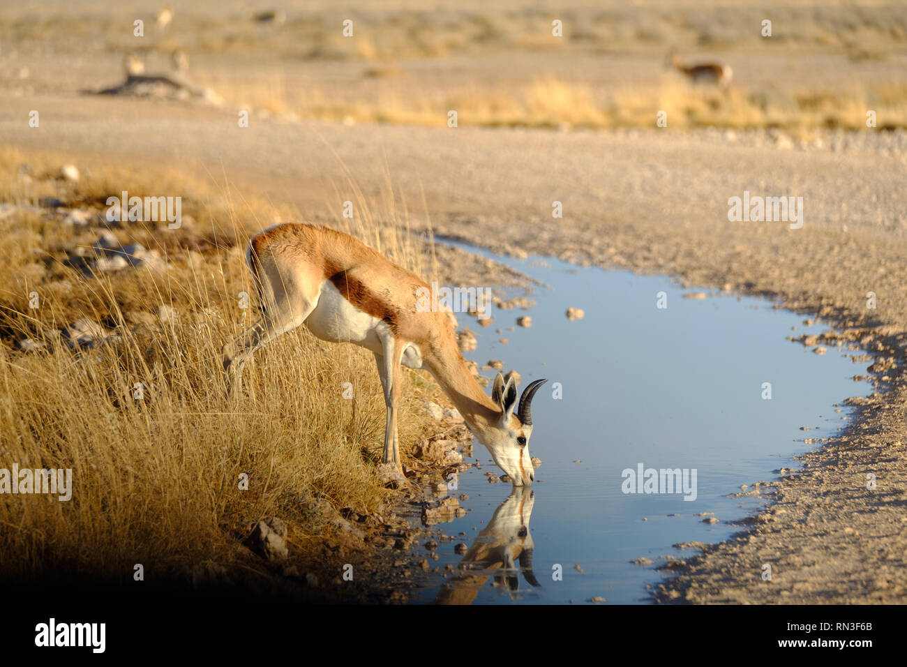 Un lone Springbok bere dal ciglio della strada nel parco nazionale Etosha, Namibia, Africa Foto Stock