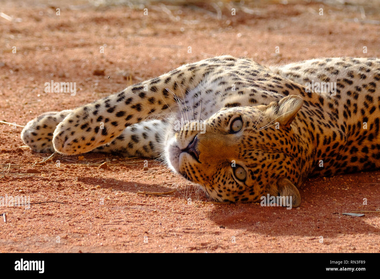 Un leopard presso la Fondazione Africat, l'Okonjima Riserva Naturale, Namibia Foto Stock