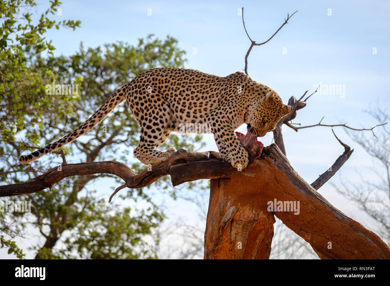 Un leopard presso la Fondazione Africat, l'Okonjima Riserva Naturale, Namibia Foto Stock