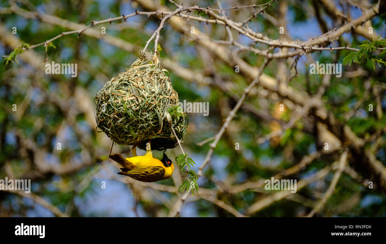 Un uccello weaver costruire un nido Foto Stock