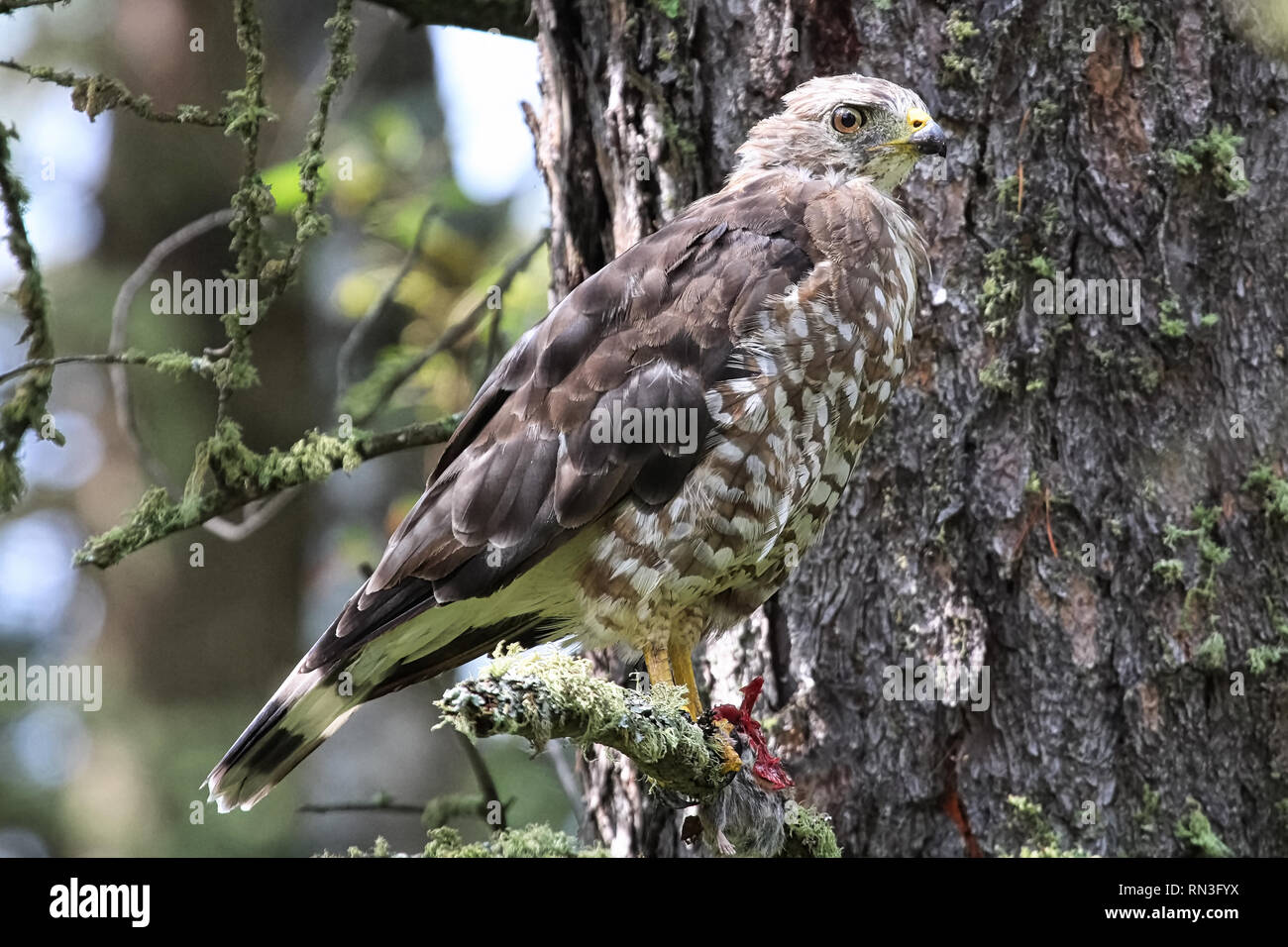 Un ampio falco alato siede su un abete ramo di albero Foto Stock