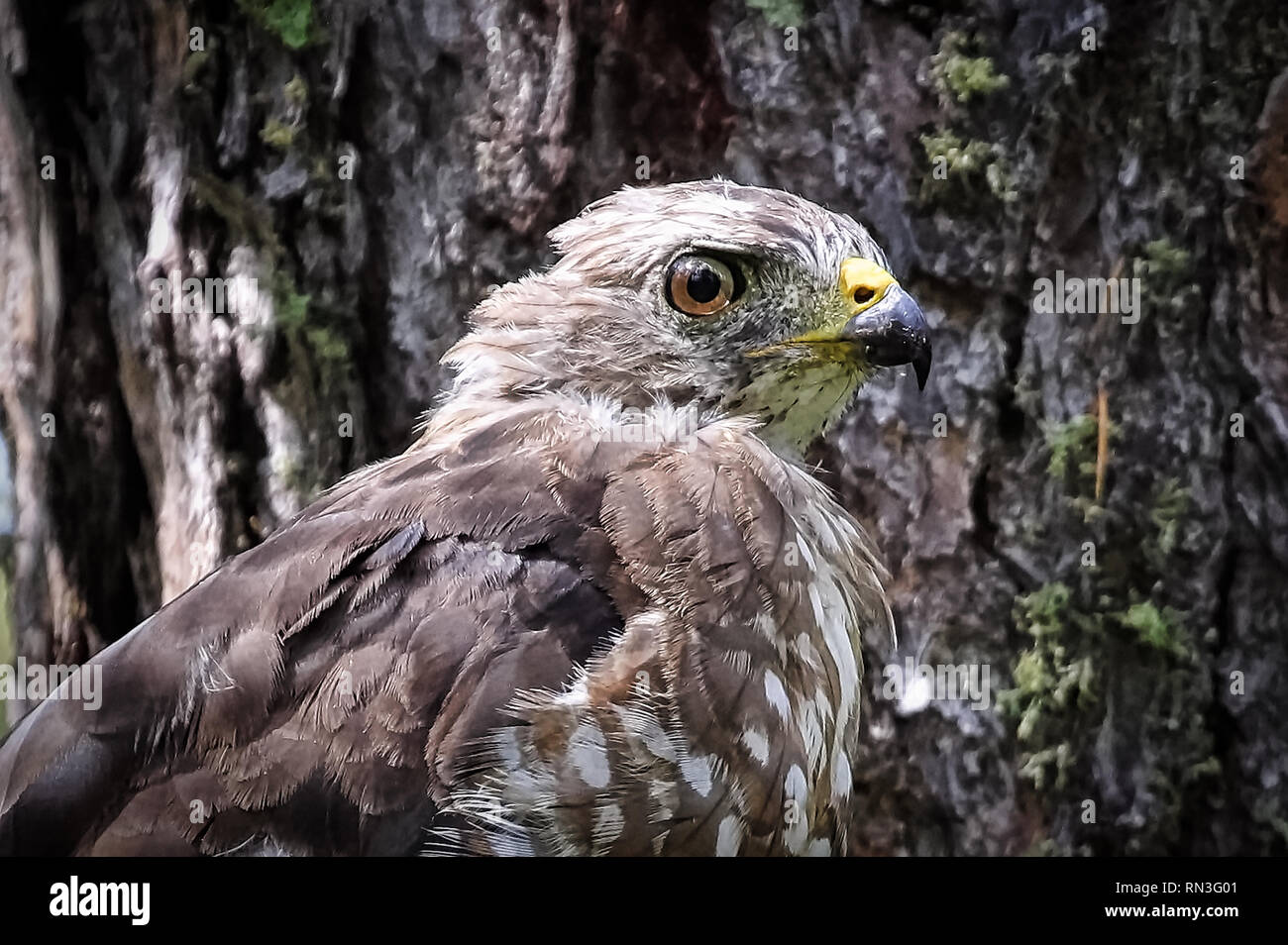 Primo piano di un ampio-winged hawk testa contro uno sfondo di corteccia Foto Stock