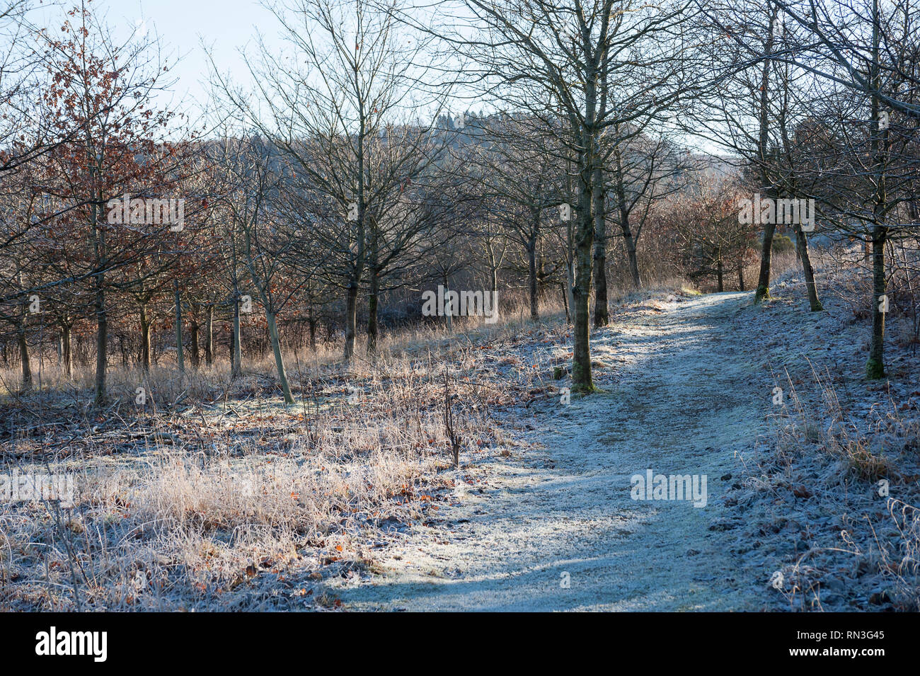 Frosty sentiero forestale nel pomeriggio la luce del sole. Foto Stock