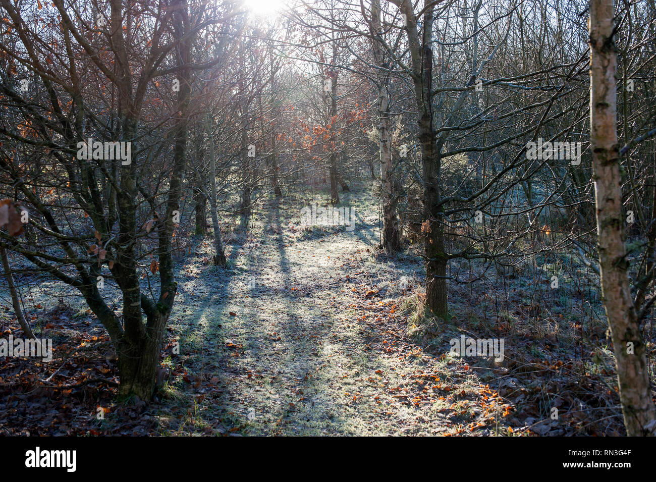 Frosty sentiero forestale nel pomeriggio la luce del sole. Foto Stock