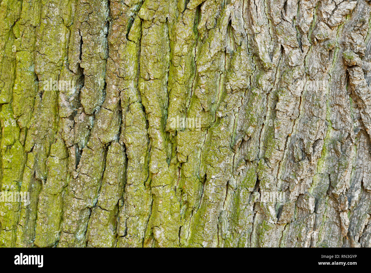 Abstract il legno vecchio di corteccia di albero sfondo texture Foto Stock