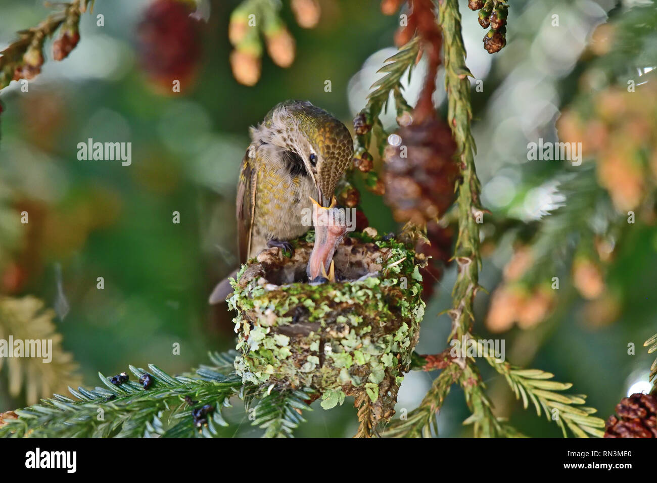 Anna's Hummingbird Pulcini di alimentazione Foto Stock