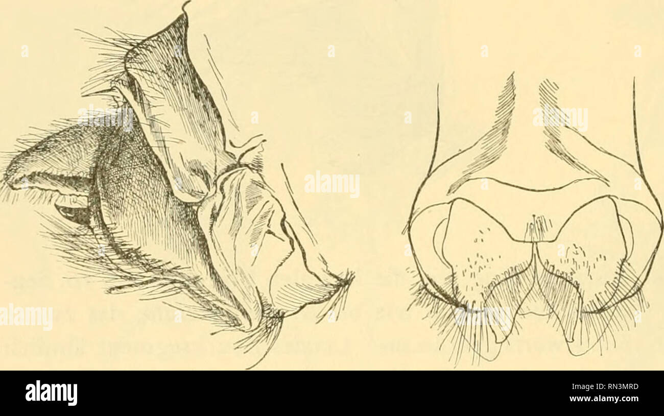 . Annalen des Naturhistorischen musei in Wien. Naturhistorisches Museum (Austria); la storia naturale. Fig. 6. Fig. 5- im Hinterflügel ist die Querader der vierten Apicalzelle etwas schiefer als bei genannter Arte, die fünfte Zelle ist etwas Spitzer. Membran des Vorderflügels inferno graubraun, nur schwach durchscheinend, sehr schwach gekörnt, etwas weniger glänzend als bei Anabolia nervosa, mit vielen kleinen, zerstreuten, hellen und dunkler bräunlichen Punkten gesprenkelt; die Adern dunkelbraun, inferno getupft, besonders diejeni- gen der Apicalzellen; am Thyridium ein deutlich schiefer hyaliner fle Foto Stock