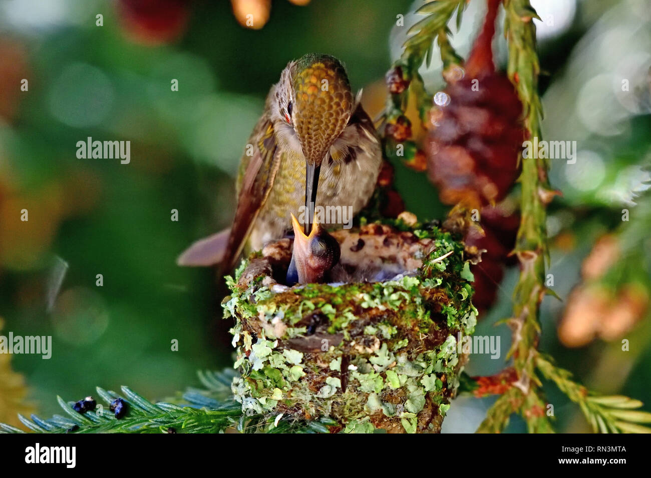 Anna's Hummingbird Pulcini di alimentazione Foto Stock