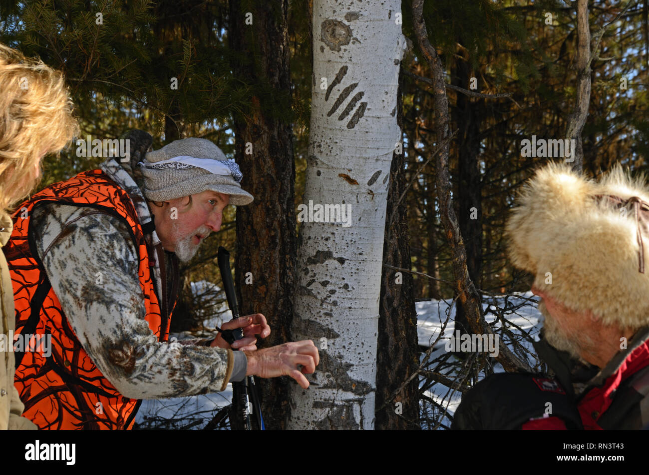 Il ricercatore della fauna selvatica Brian Baxter interpreta il segno della fauna selvatica, porta i contrassegni di artiglio su un aspen, durante la sua classe di inseguimento degli animali. Vicino a Libby, Montana. Foto Stock