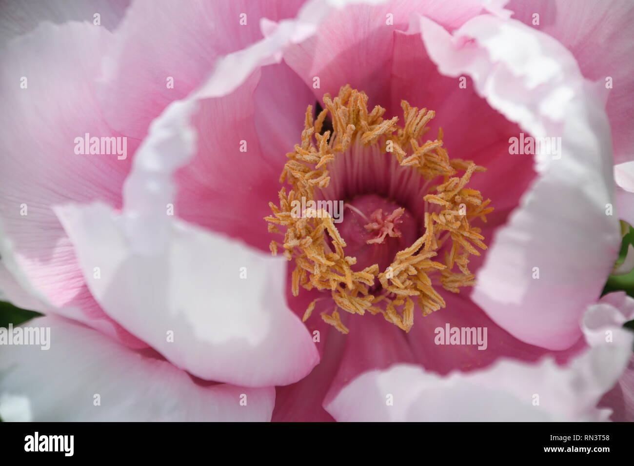 makropine di una bella fioritura di pony rosa in primavera con vista nel suo cuore Foto Stock