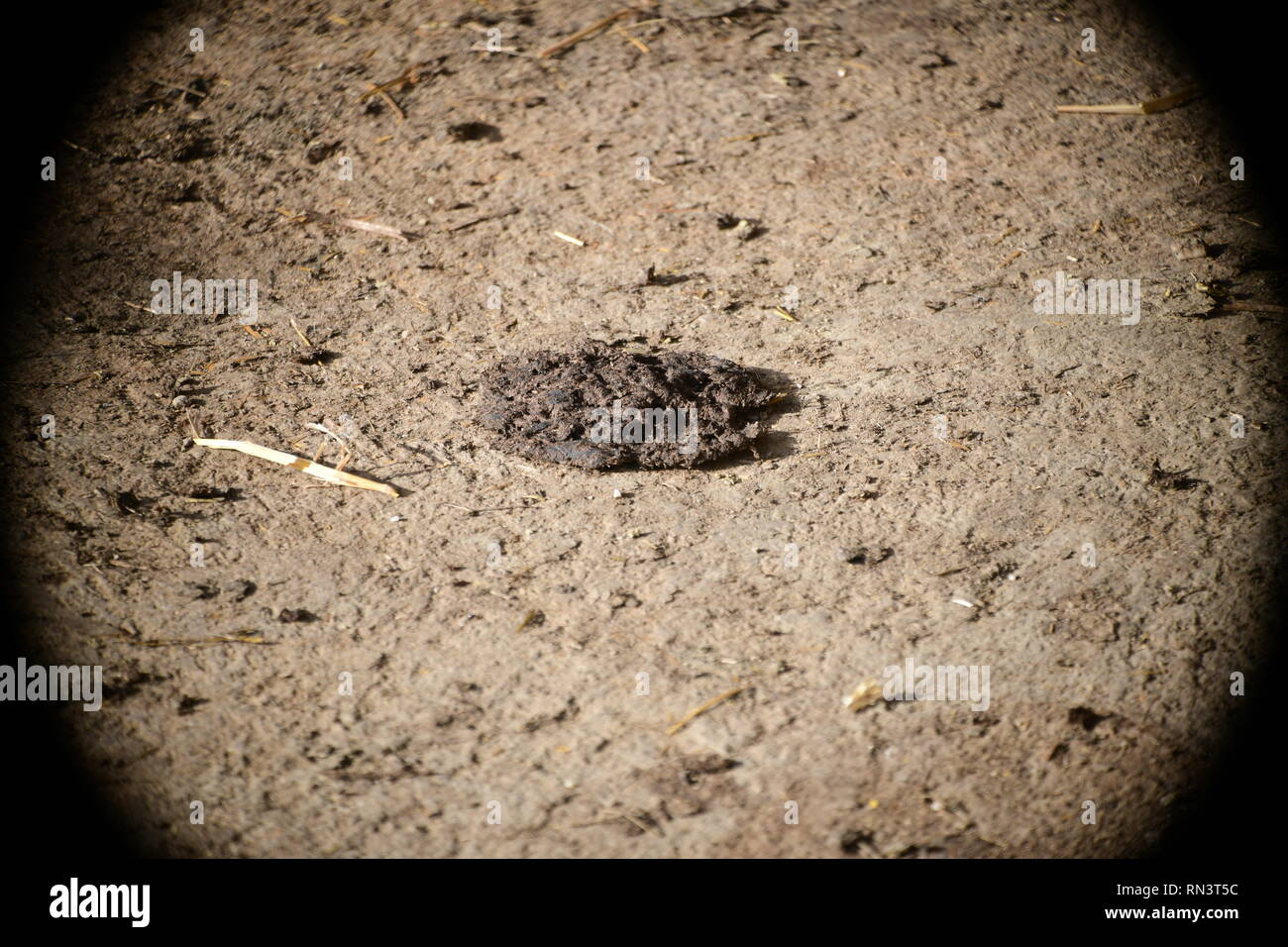 Cowpat nel fuoco Foto Stock