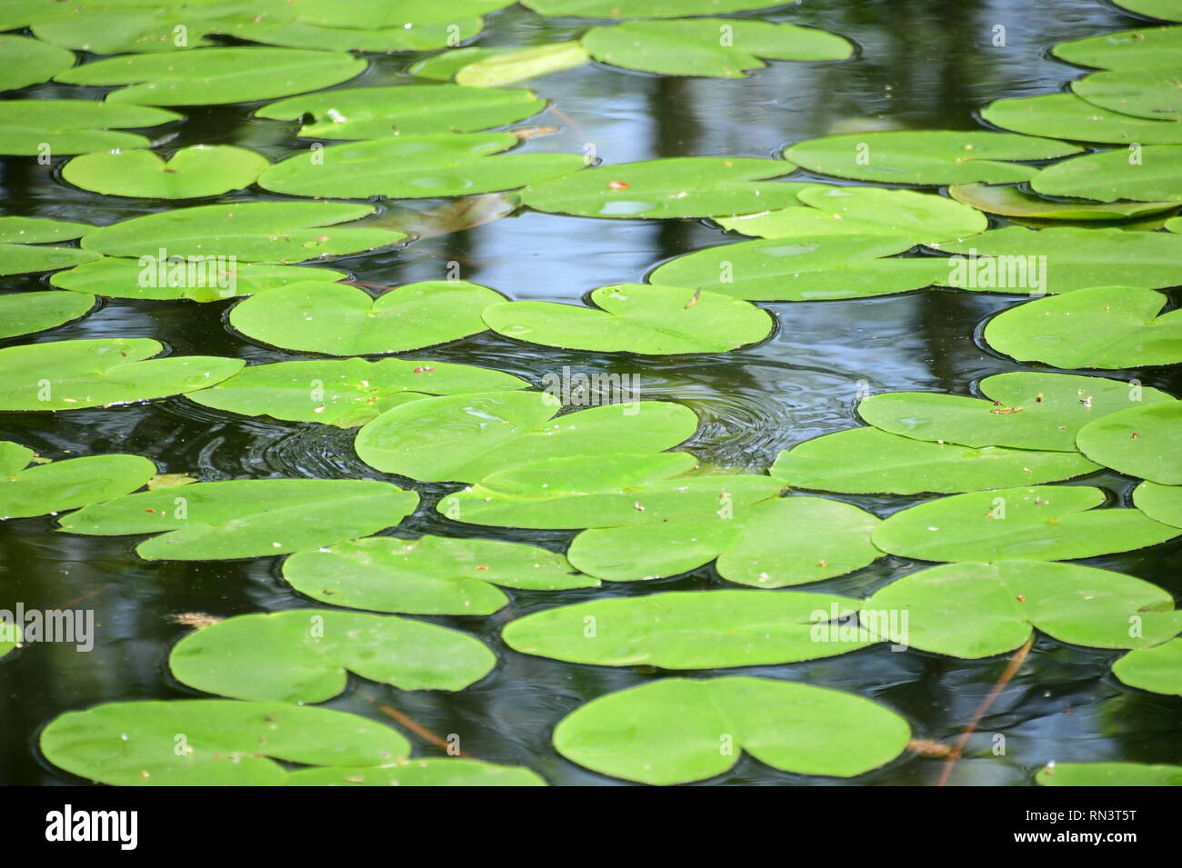 Grüne Schwimmblätter von nymphea alba - Seerosen - auf dem Bodensee Foto Stock