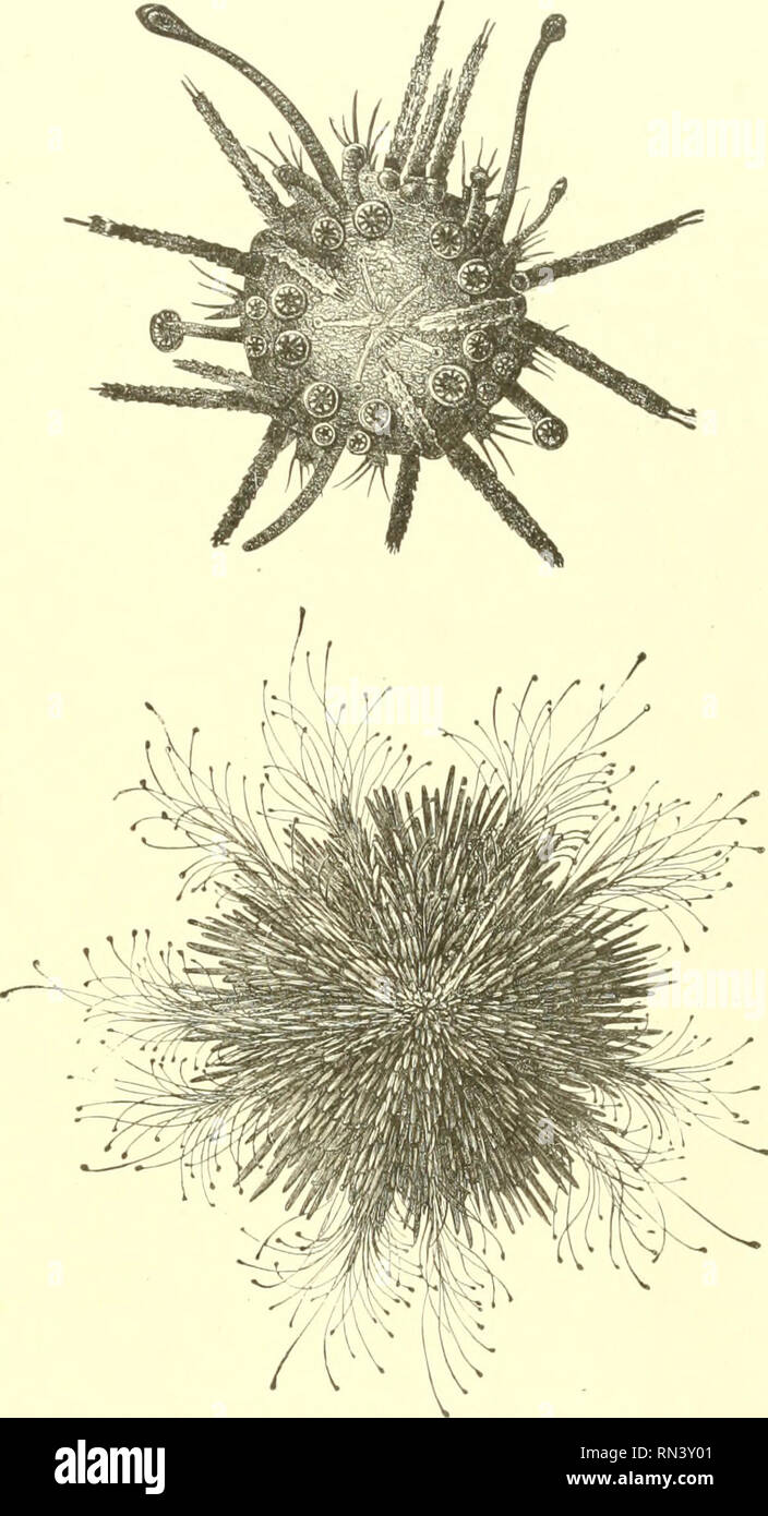 . Animare la creazione : edizione popolare di "il nostro mondo vivente" : una storia naturale. Zoologia; Zoologia. Il mare COMMOX-URCHIX. 545 Il guscio è composto da un vasto numero di pezzi seixirate, il cui svincolo è evidente quando la parte interna del guscio è esaminata, ma è quasi completamente nascosta dal progetto- zioni sulla superficie esterna. Questi pezzi sono di una esagonale o di forma pentagonale, con una leggera curva e aventi per lo più due oi)i)osite lati molto più a lungo rispetto agli altri. Come l'animale cresce, freschi depositi di materia gessosa sono realizzate sui bordi della piastra eacli, in modo tale che le piastre increa Foto Stock