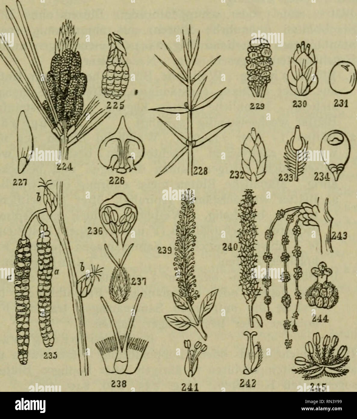 . Anleitung zum Botanisieren und zur Anlegung von Pflanzensammlungen. Esemplari botanici; piante. Bäume und Sträucher. 91 2. Blüten weifs. einzeln oder zu 2. Staubblätter zahlreicii. Wild- wachsend und kultiviert. Aprikose. Davina, Pflaume, Ahle 180. B, Blüten gelb, grünlich oder bräunlich, meist klein. I. Blüten doldig, gelb, von einer 4 Hülle blättrigen umgeben, klein. Staubblätter 4. Fruchtknoten unterständig (Fig. 113). Hornstrauch 242.. Fig. 224. Männlicher Blütenstand, Fig. 225 weiblicher Blütenstand (Zapfen) der Kiefer, Fig. 226. Fruchtschuppe (Fruchtblatt) der Kiefer mit 2 Samenanlag Foto Stock