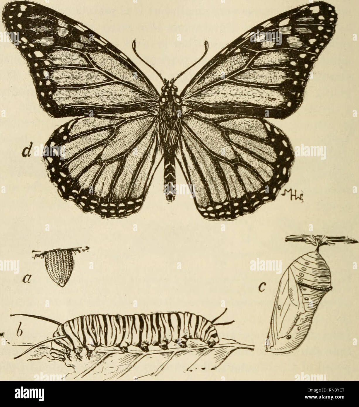 . Gli studi sugli animali. 268 STUDI SUGLI ANIMALI Il grasshopper non è più in una larvale o immaturo condi- zione, ma è cresciuto e adulto. Per esempio di completa metamorj^hosis tra gli insetti wc può scegliere una farfalla, il grande rosso-marrone butterfly. Fig. 147.-La metamorfosi della farfalla monarca (Anosia plexippus), un uovo di gallina ; b, larva ; c, pupa ; d, imago o adulto. comune negli Stati Uniti e chiamato il monarca o milkweed butterfly {Anosia plexippus). Le uova (Fig. 147, un) di questa farfalla sono previste sulle foglie di vari tipi di milkweed (Asclepias). La farfalla larvale o farfalla larva o c Foto Stock