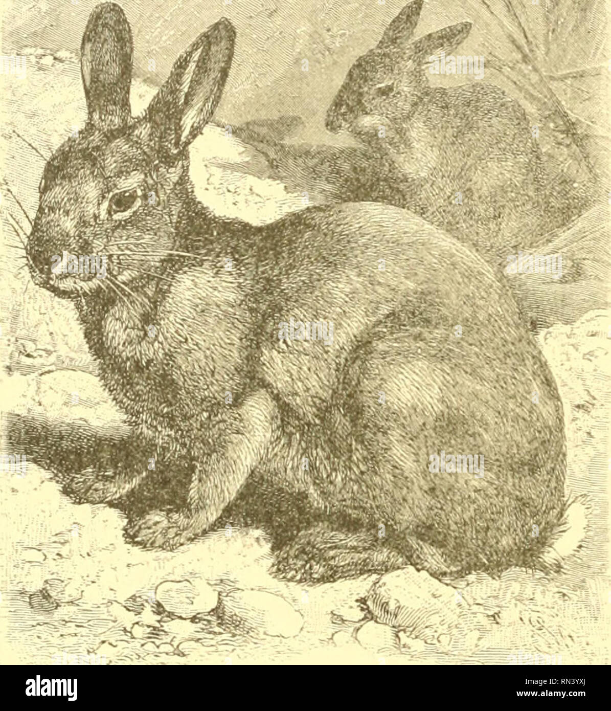 . Animare la creazione : edizione popolare di "il nostro mondo vivente" : una storia naturale. Zoologia; Zoologia. 482 Il coniglio. si trovano in diverse parti del Nord America. In inverno è bianco, con il suo orecchio-tips bor- dered con nero. In estate è marrone, variata con il nero. Il legno lepre (Lepus sylvaticus) è rappresentata da tre varietà. Il termine Rab grigio- bit è molto comunemente usato per designare le tre. Questa specie è minore rispetto a quello precedente. Il suo habitat varia da Hudson's Bay in Florida. È timido e inoffensivo. Non si scavano, ma fa un "form", una leggera depre Foto Stock . Animare la creazione : edizione popolare di "il nostro mondo vivente" : una storia naturale. Zoologia; Zoologia. 482 Il coniglio. si trovano in diverse parti del Nord America. In inverno è bianco, con il suo orecchio-tips bor- dered con nero. In estate è marrone, variata con il nero. Il legno lepre (Lepus sylvaticus) è rappresentata da tre varietà. Il termine Rab grigio- bit è molto comunemente usato per designare le tre. Questa specie è minore rispetto a quello precedente. Il suo habitat varia da Hudson's Bay in Florida. È timido e inoffensivo. Non si scavano, ma fa un "form", una leggera depre Foto Stock