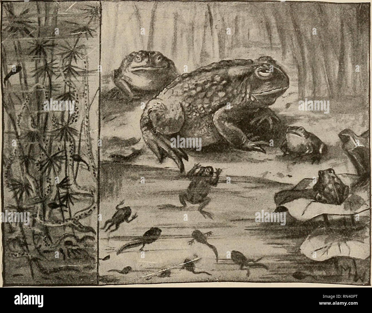 Gli studi sugli animali. Gli anfibi 183 plex organi interni