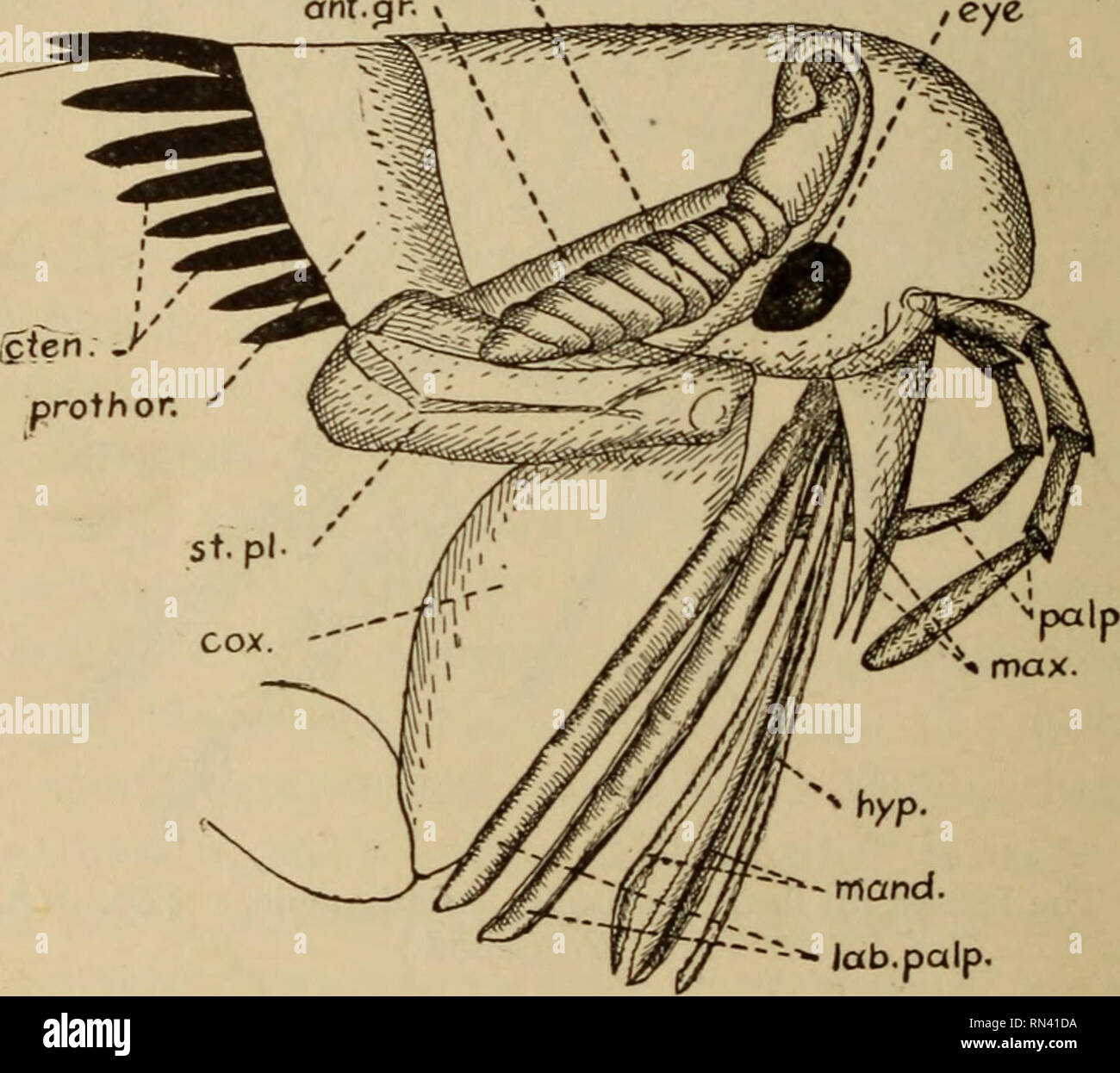 . Parassiti animali e malattia umana. Medical parassitologia; insetti come vettori della malattia. 406 Le pulci sono arredate con righe di stout spine e sono armati in corrispondenza della punta di una coppia di grandi griffe stout. Gli occhi sono presenti in alcune specie di pulci ma non in altri. Le antenne sono brevi e club-sagomato e quando non è in uso vengono ripiegati in apposite scanalature per loro sui lati della testa (Fig. 178, ant. gr.). L'apparato boccale (Fig. 178) sono montati per piercing e succhiare. Nella normale posizione di riposo sono ap- pera di consistere di una lunga proboscide raccordata, smussata in corrispondenza della punta, con xant. ant.gr. Foto Stock