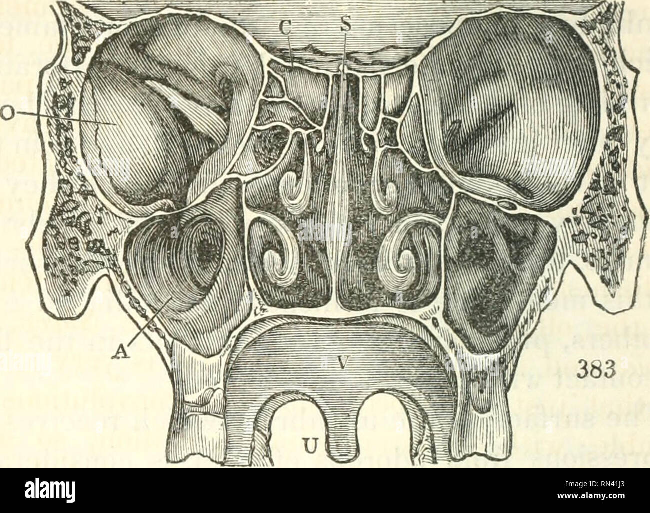 . Animale e fisiologia vegetale considerato con riferimento alla teologia naturale. La teologia naturale; fisiologia; la fisiologia vegetale; biologia. 30,S TIIK le funzioni sensoriali. tndinal sezione della cavità della narice umana, dove si sono viste coperta dalla membrana Schneiderian.* Una trasversale e sezione verticale di queste parti è dato in Fig. .383.'] Il turbinated. utensili sono curiosamente piegato e spesso contorti in una forma a spirale, con evidente disegno di ottenere come una grande estensione della superficie come possibile entro lo spazio confinato della cavità nasale. Questo tur- binated o a forma di spirale, ch Foto Stock