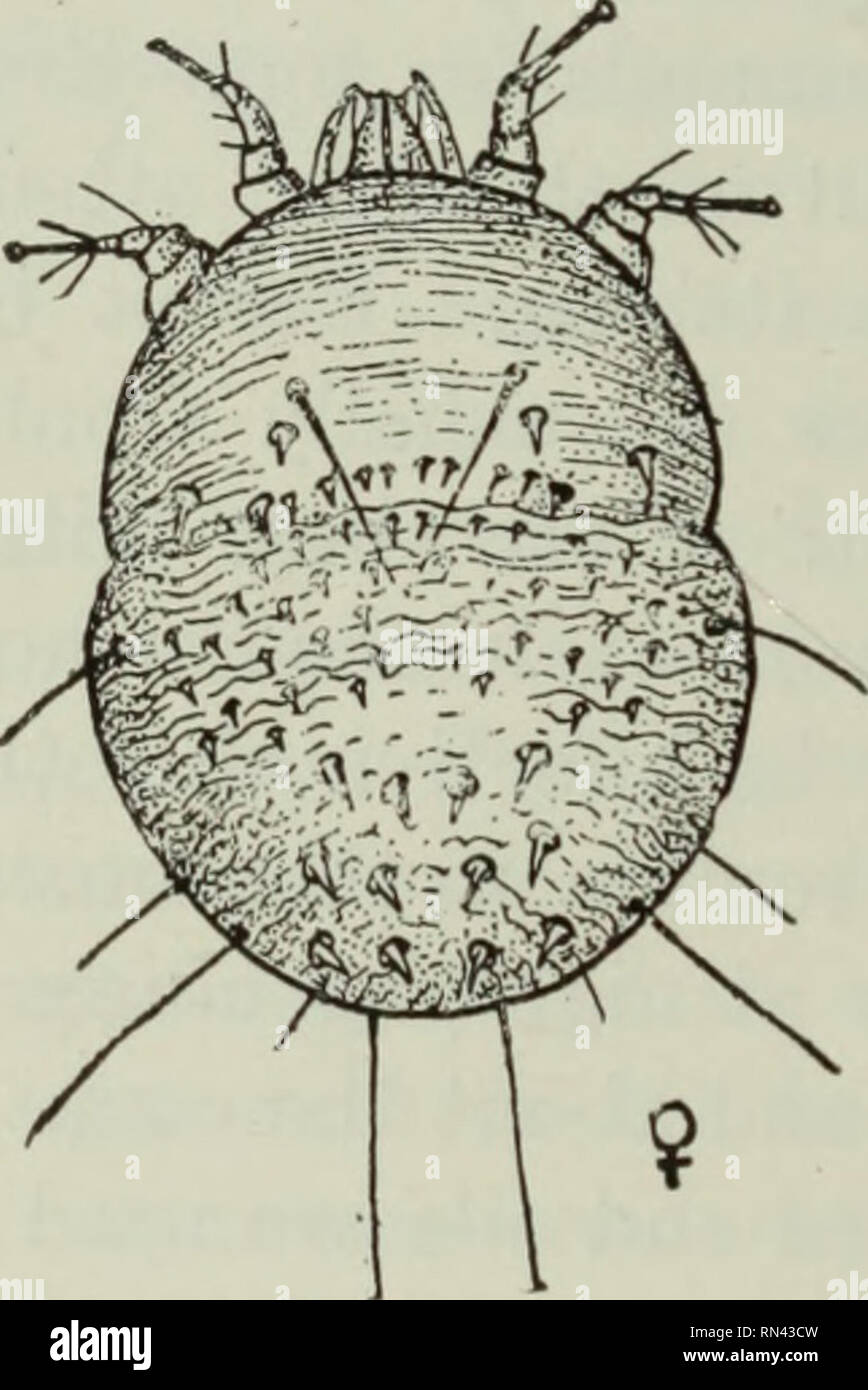 . Parassiti animali e malattia umana. Parassiti; medico di parassitologia; insetti come vettori della malattia. 342 gli acari della scabbia acari della scabbia acari, appartenente alla famiglia Sarcoptidae, sono la causa della scabbia o rogna sarcoptica in vari tipi di animali domestici e selvatici e di " prurito " nell'uomo. Questa malattia è uno che è stato conosciuto per un tempo molto lungo ma era in precedenza dovrebbe essere causato da " bad sangue " o altri disturbi costituzionali come causa la crescita di brufoli. Anche in questo momento la vera causa della malattia non è compreso dalla maggioranza delle persone. Il P Foto Stock