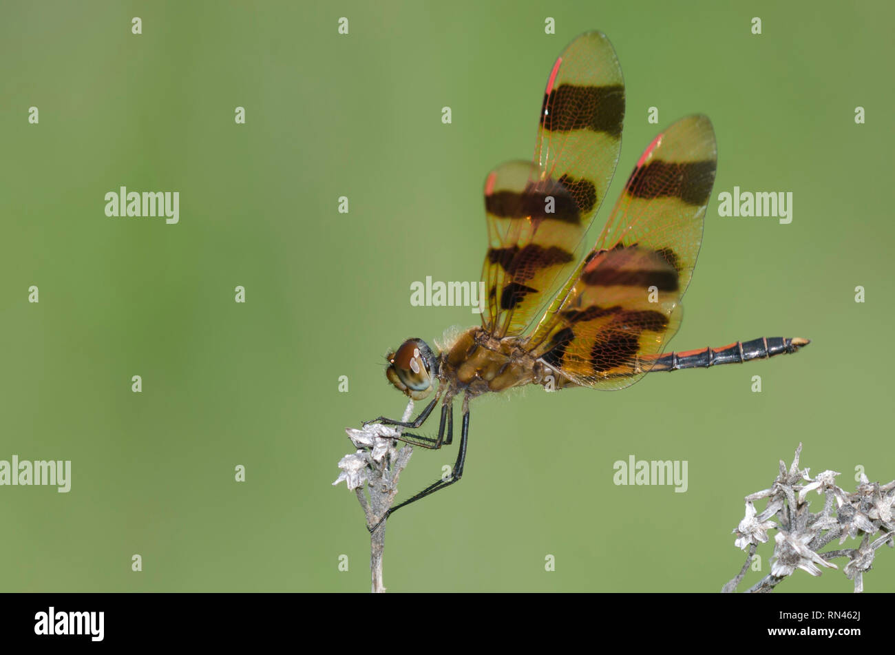 Halloween Pennant, Celithemis eponina Foto Stock