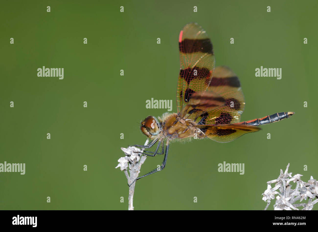 Halloween Pennant, Celithemis eponina Foto Stock