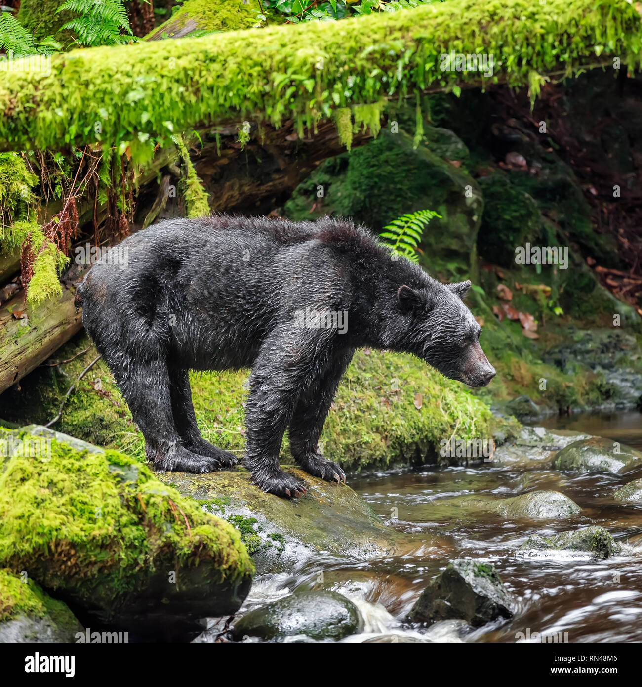 Black Bear pesca in Thornton Creek, l'isola di Vancouver, British Columbia, Canada. Foto Stock