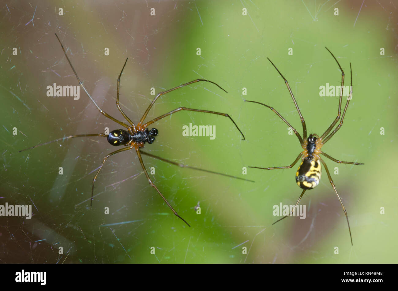 Sheetweb ragni, sottofamiglia Linyphiinae, maschio e femmina cohabitating Foto Stock