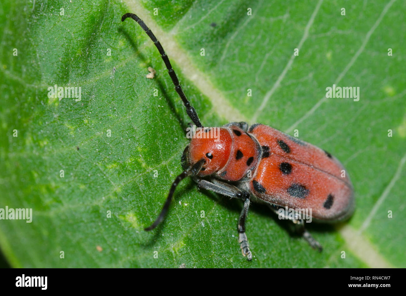 Red Milkweed Beetle, Tetraopes tetrophthalmus, su comuni milkweed, Asclepias syriaca Foto Stock