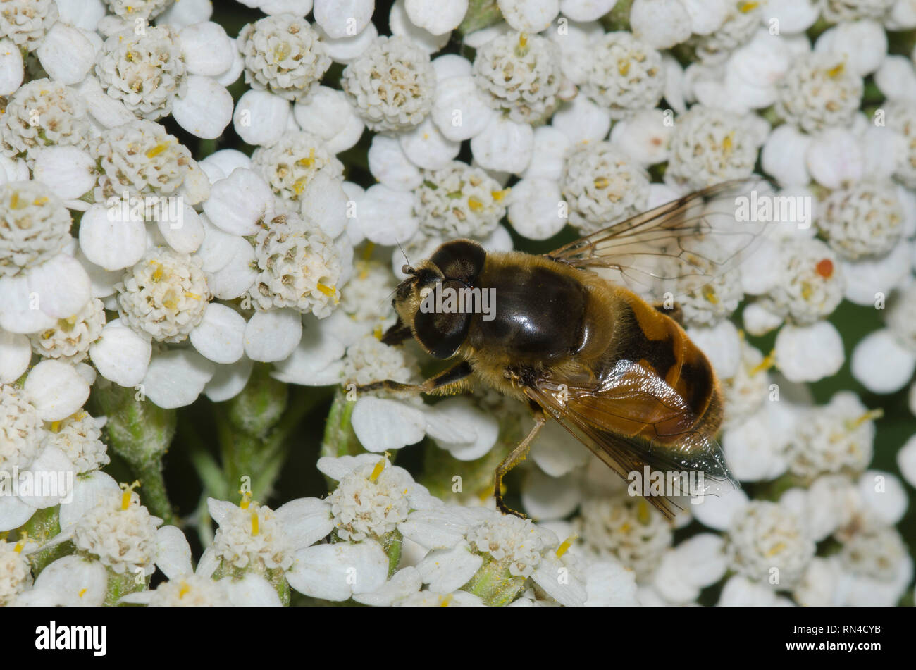Drone Fly, Eristalis tenax, maschio su achillea, Achillea sp. Foto Stock