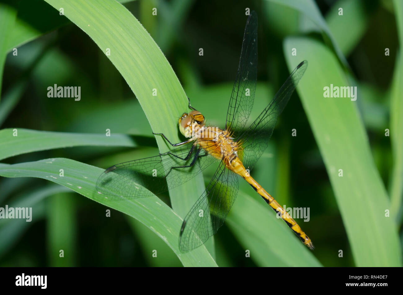 Di fronte bianco-Meadowhawk, Sympetrum obtrusum Foto Stock