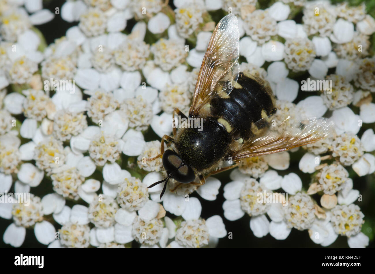 Soldier Fly, Psellidotus sp., achillea, Achillea sp. Foto Stock