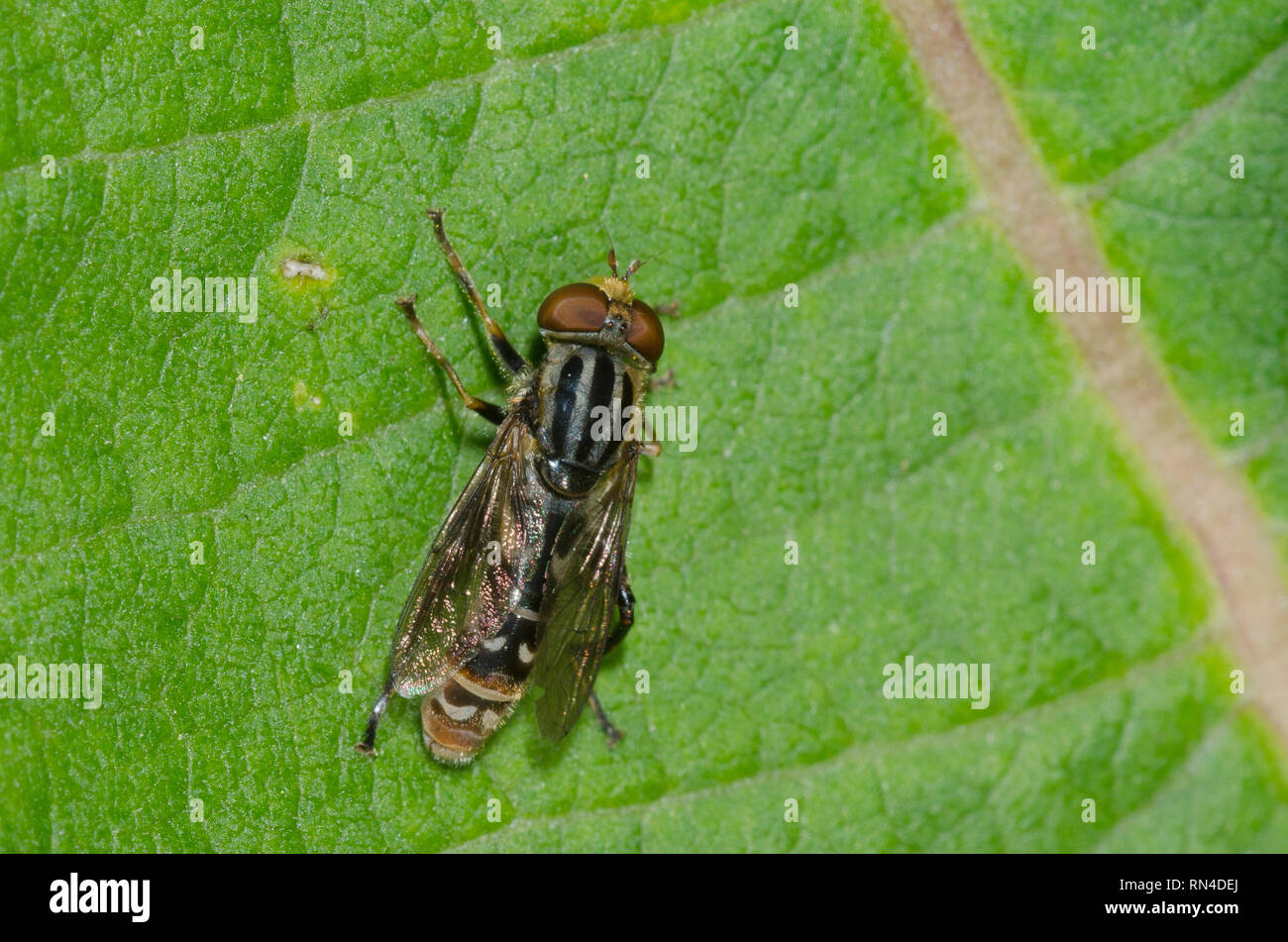 Syrphid Fly, Lejops sp. Foto Stock