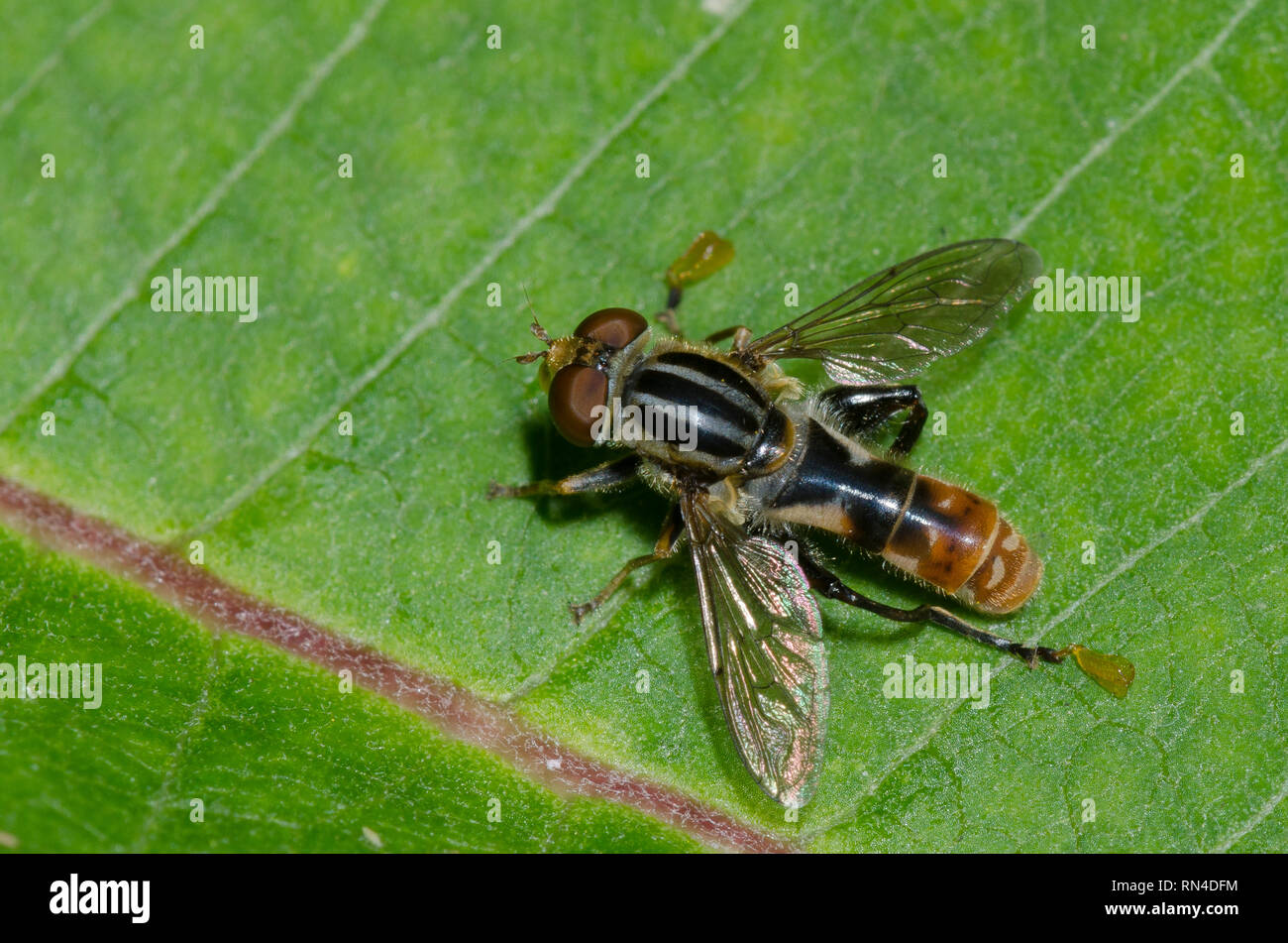 Syrphid Fly, Lejops sp. Foto Stock