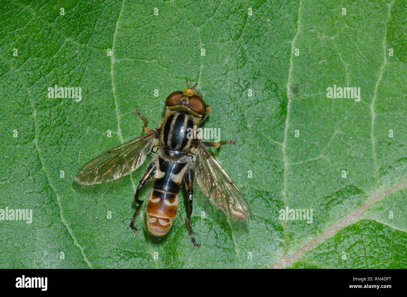 Syrphid Fly, Lejops sp., maschio Foto Stock