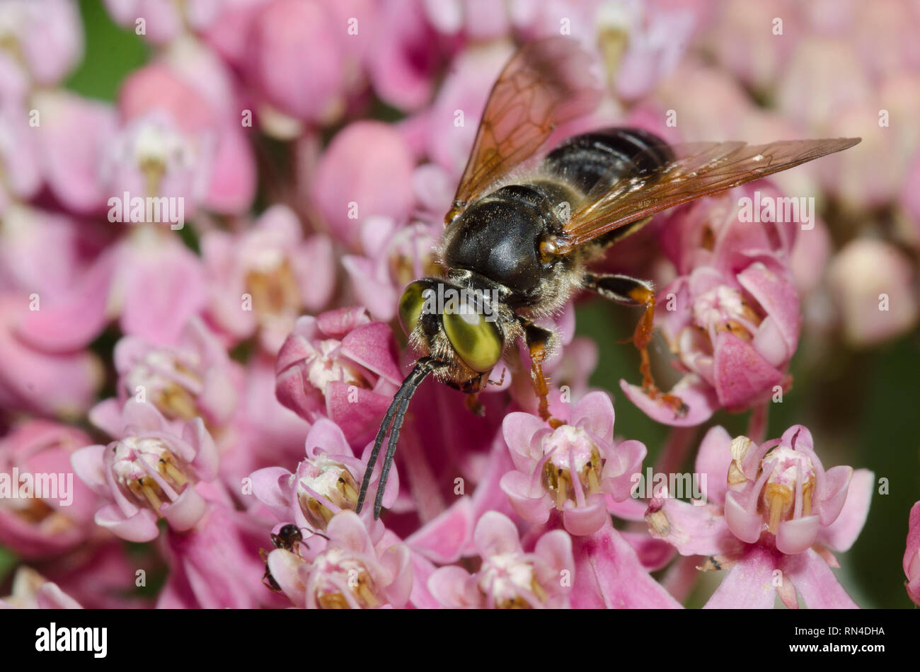 Testa quadrata Wasp, Tachytes sp., su swamp milkweed, Asclepias incarnata Foto Stock