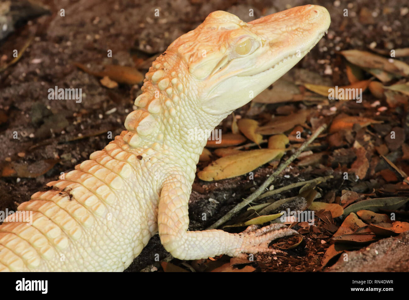 Un giovane, albino coccodrillo. Foto Stock