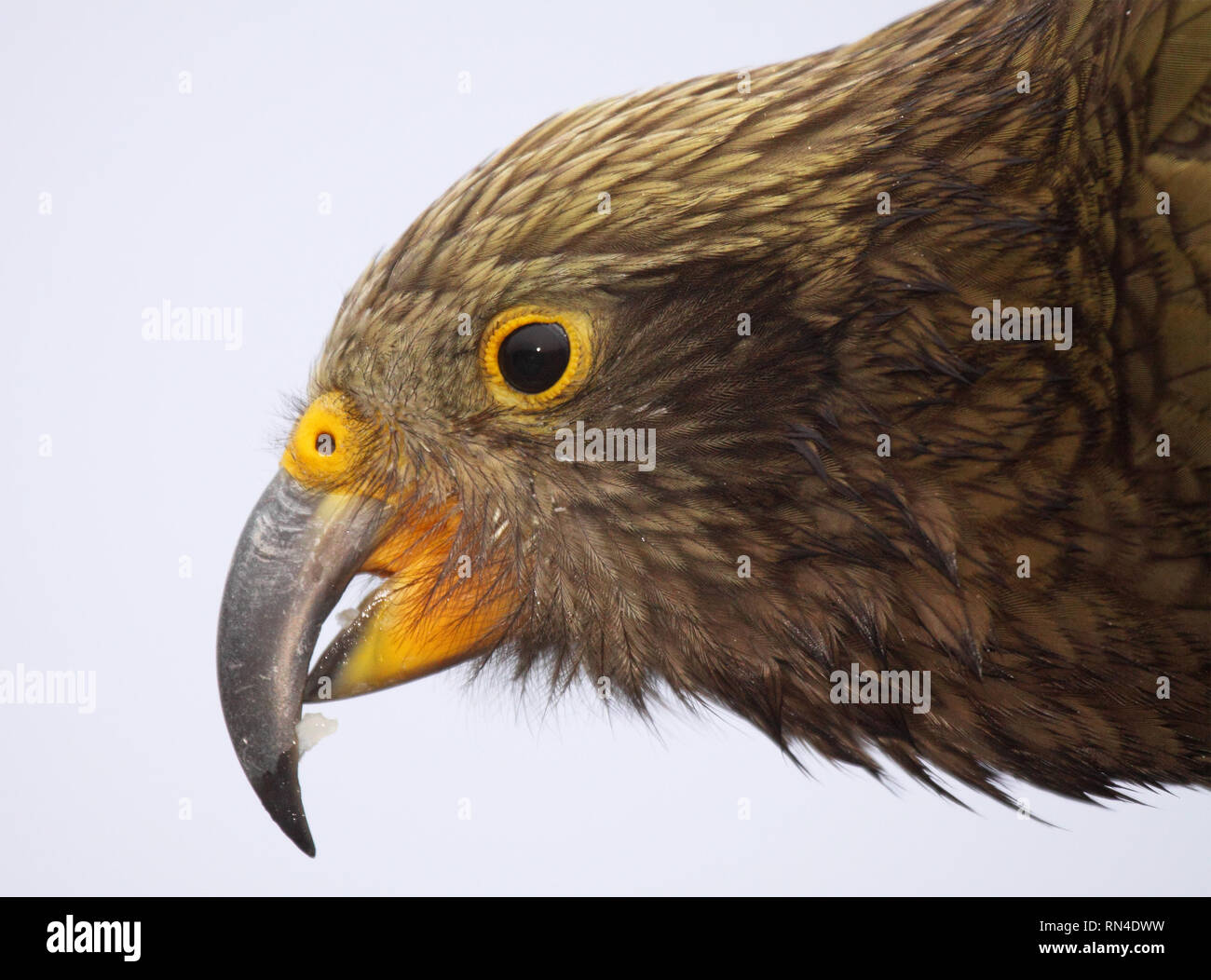 Un ritratto di Kea in pendente e mostrando il suo becco ad uncino. Foto Stock