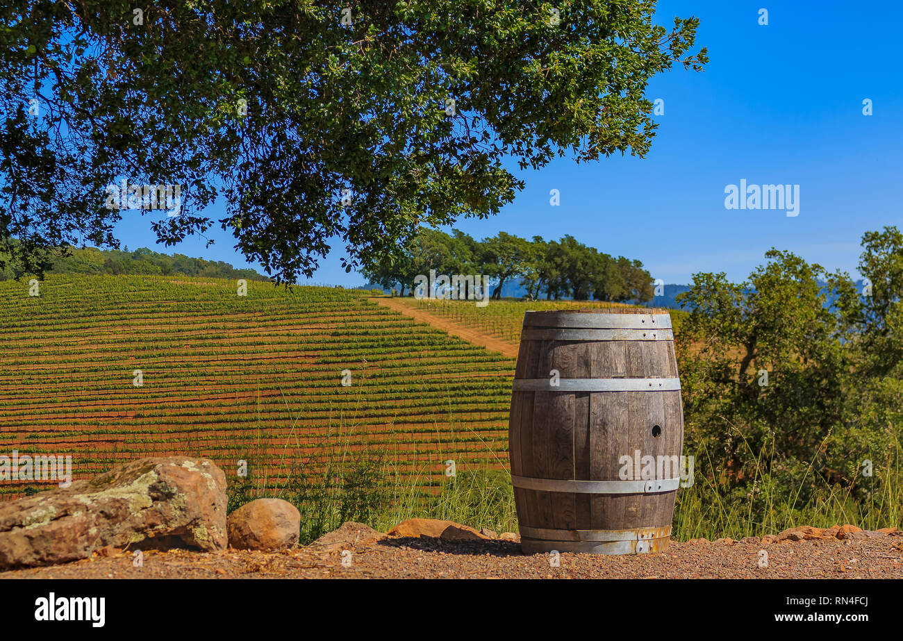 Filari di vigne sulle colline con una botte di vino in primo piano a un vigneto in primavera a Sonoma County, California, Stati Uniti d'America Foto Stock