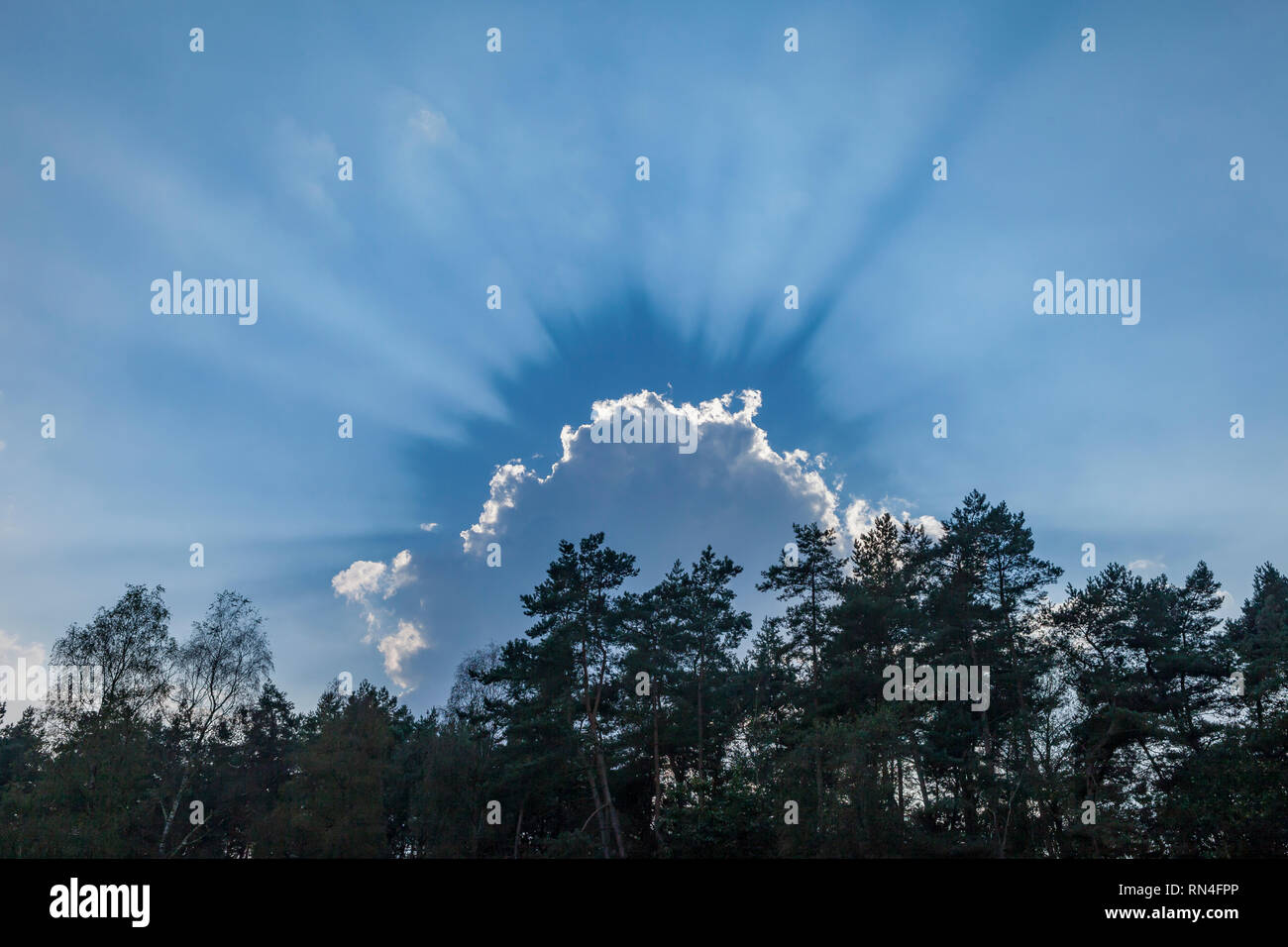 Sole che splende dietro una nube causando spettacolare Jakobs raggi di scala per tutte le direzioni sopra tree tops Foto Stock
