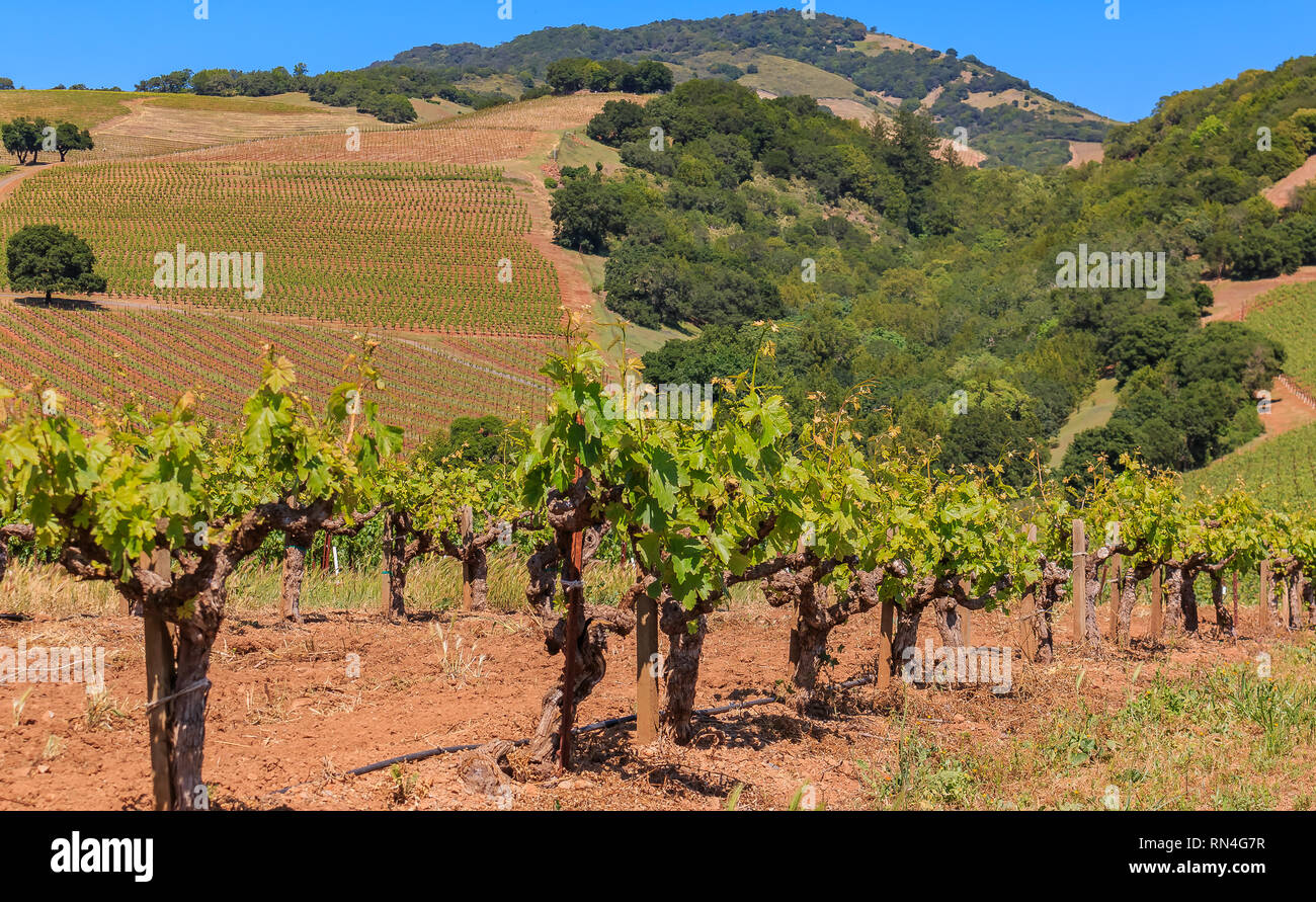 Chiudere la vista di vecchi vigneti e colline in un vigneto in primavera a Sonoma County, California, Stati Uniti d'America Foto Stock