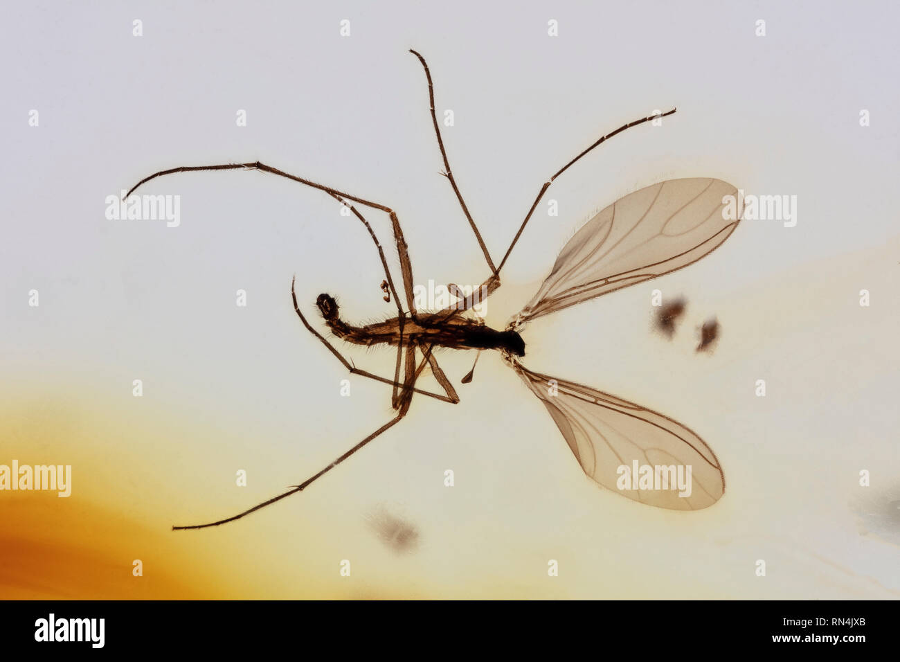 Moscerino fungo in ambra - Mycetophilidae, Colombia, Pliocene 10 MYO Foto Stock