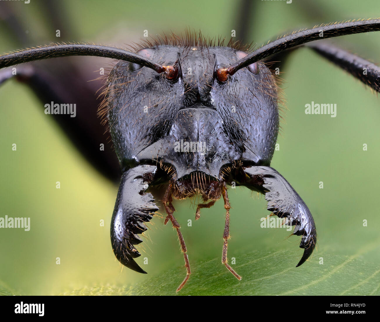 Foresta gigante Ant, Camponotus gigas, Borneo più grande specie di ant sulla terra… (circa 1" lungo) Foto Stock