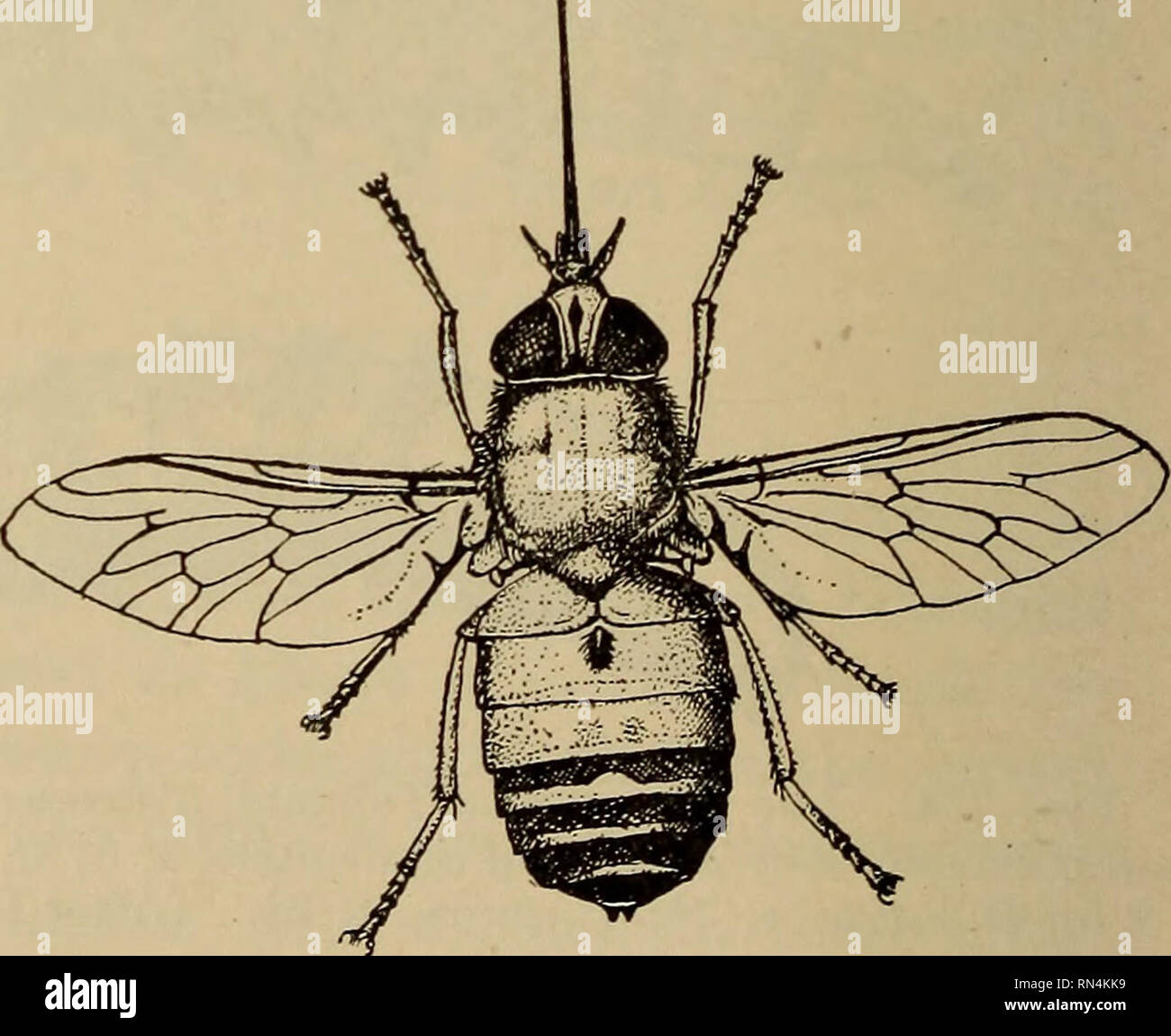 . Parassiti animali e malattia umana. Medical parassitologia; insetti come vettori della malattia. Fig. 225. Apparato boccale di un tabanid; hyp. ipofaringe; lab., labium; etichetta., labelluni labr. ep., labrum-epipharynx; me., mandibola max., mascella; max. p., mascellare palpus. deliberato e persistente nella loro alimentazione e non sono facilmente dis- turbed quando hanno iniziato a succhiare il sangue. Il torace è relativamente lunghi e le ali sono vaste e si svolgono generalmente in corrispondenza di un ampio angolo rispetto al corpo, come mostrato in Fig. 227. La marcatura delle ali di solito danno il mezzo più facile per identi- fica del gen. Foto Stock